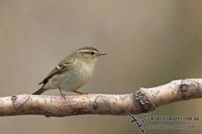 Yellow-browed Warbler a7531.jpg