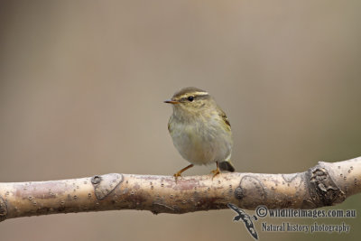 Yellow-browed Warbler a7536.jpg