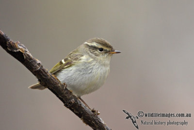 Yellow-browed Warbler (Australian vagrant)