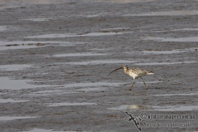 Eurasian Curlew a7126.jpg