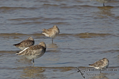 Eurasian Curlew a7889.jpg