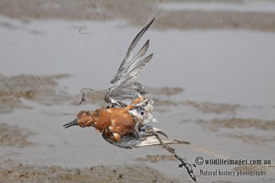 Threats to migratory shorebirds