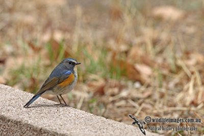 Red-flanked Bluetail a7698.jpg