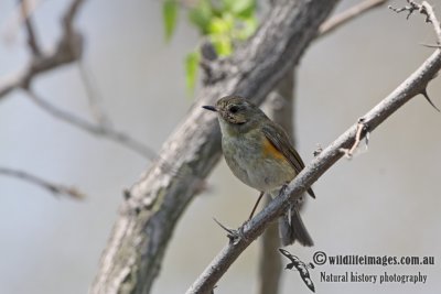Red-flanked Bluetail a9802.jpg