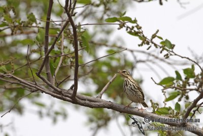 Olive-backed Pipit a0479.jpg