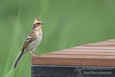 Yellow-throated Bunting a0352.jpg