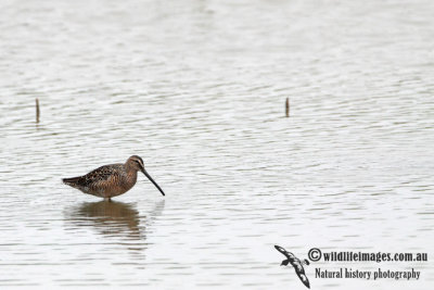 Long-billed Dowitcher a8845.jpg