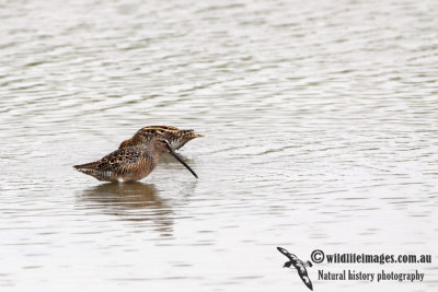 Long-billed Dowitcher a8856.jpg