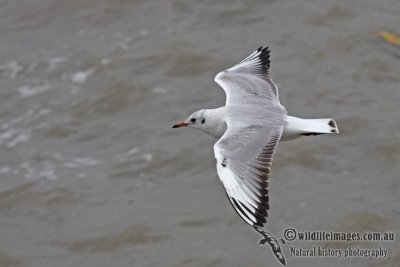 Black-headed Gull a2376.jpg