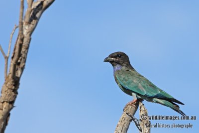 Dollarbird a5737.jpg