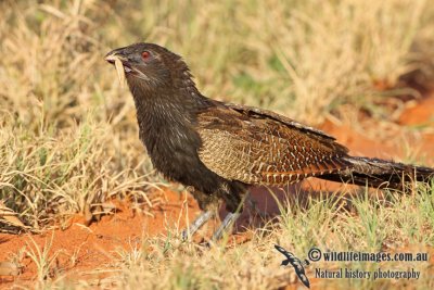 Pheasant Coucal a4867.jpg