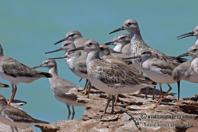 Great Knot a5252.jpg