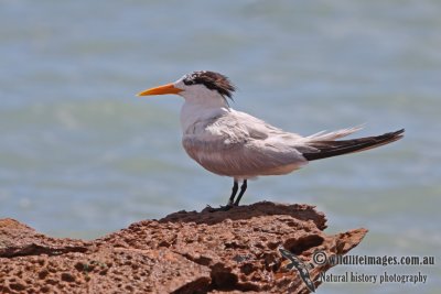 Lesser Crested Tern a5363.jpg