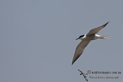Common Tern a8589.jpg