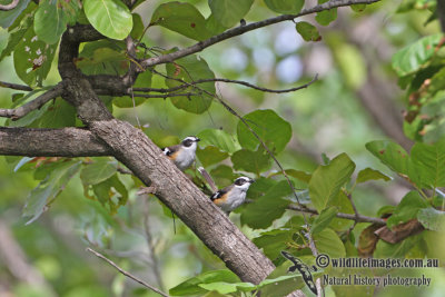 Buff-sided Robin a6861.jpg