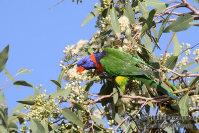 Red-collared Lorikeet a5741.jpg