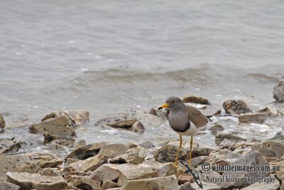 Grey headed Lapwing a7243.jpg