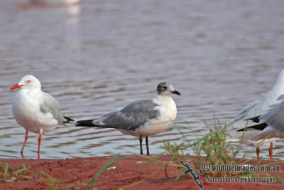 Franklins Gull a3363.jpg