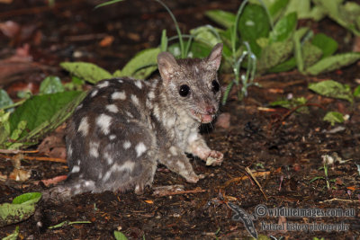 Northern Quoll a9305.jpg