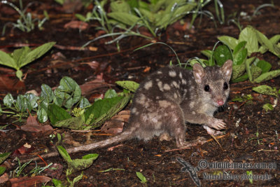 Northern Quoll a9307.jpg