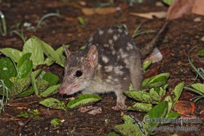 Northern Quoll a9314.jpg