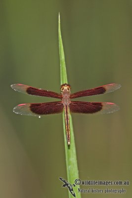 Painted Grasshawk - Neurothemis stigmatizans a6456.jpg