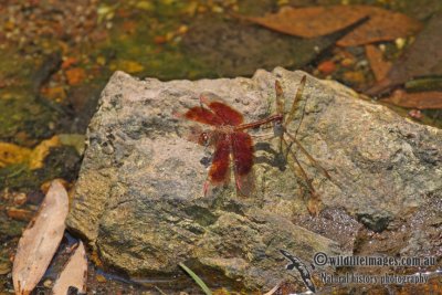 Painted Grasshawk - Neurothemis stigmatizans a7881.jpg