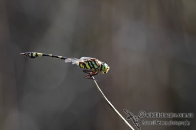 Green Marsh Hawk - Orthetrum sabina