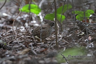 Black-breasted Button-quail 3229.jpg