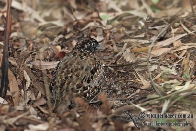 Black-breasted Button-quail 7412.jpg