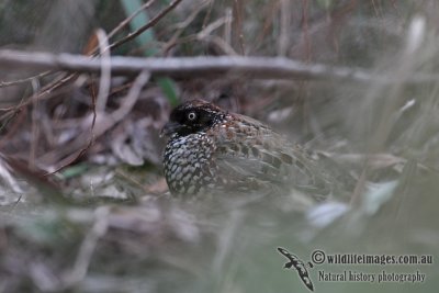 Black-breasted Button-quail 7431.jpg