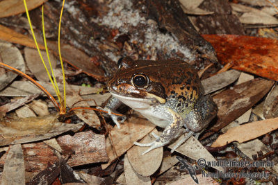 Limnodynastes terraereginae 3681.jpg