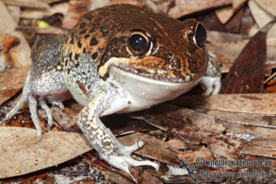 Northern Banjo Frog - Limnodynastes terraereginae