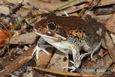 Limnodynastes terraereginae 3683.jpg