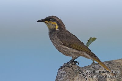 Mangrove Honeyeater 3997.jpg