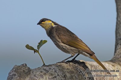 Mangrove Honeyeater 4022.jpg