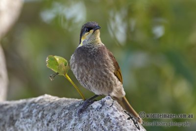 Mangrove Honeyeater 4083.jpg