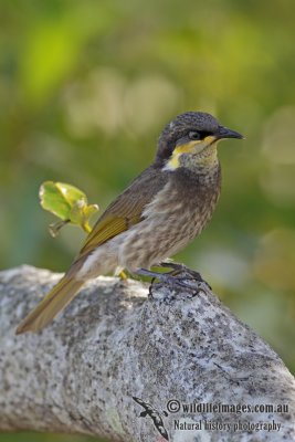 Mangrove Honeyeater 4144.jpg