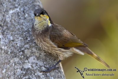 Mangrove Honeyeater 4166.jpg