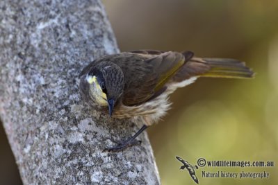 Mangrove Honeyeater 4174.jpg