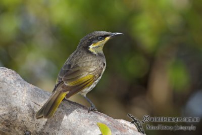 Mangrove Honeyeater 4272.jpg