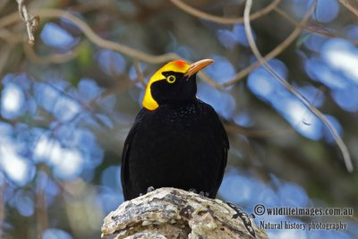 Regent Bowerbird 8411.jpg