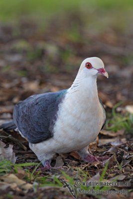 White-headed Pigeon
