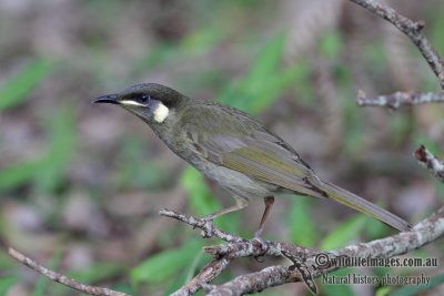 Lewin's Honeyeater