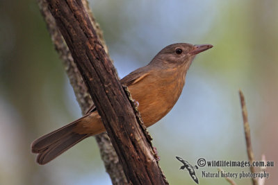 Little Shrike-thrush