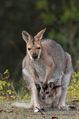 Red-necked Wallaby 4748.jpg