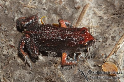 Pseudophryne major 5191.jpg