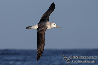 Shy Albatross 2534.jpg
