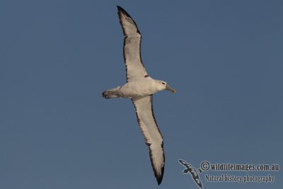 Shy Albatross 2630.jpg