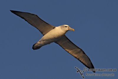 Shy Albatross 2706.jpg